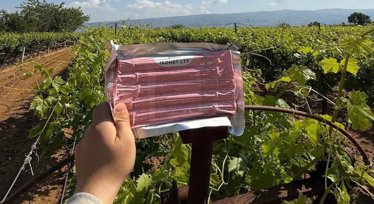 Sarıgölde bağlarda Japon tuzağı ile koruma başladı