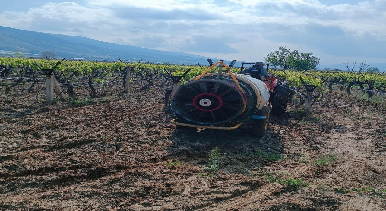 Sarıgölde yağmur sonrası bağlarda ilaçlama çalışması başladı