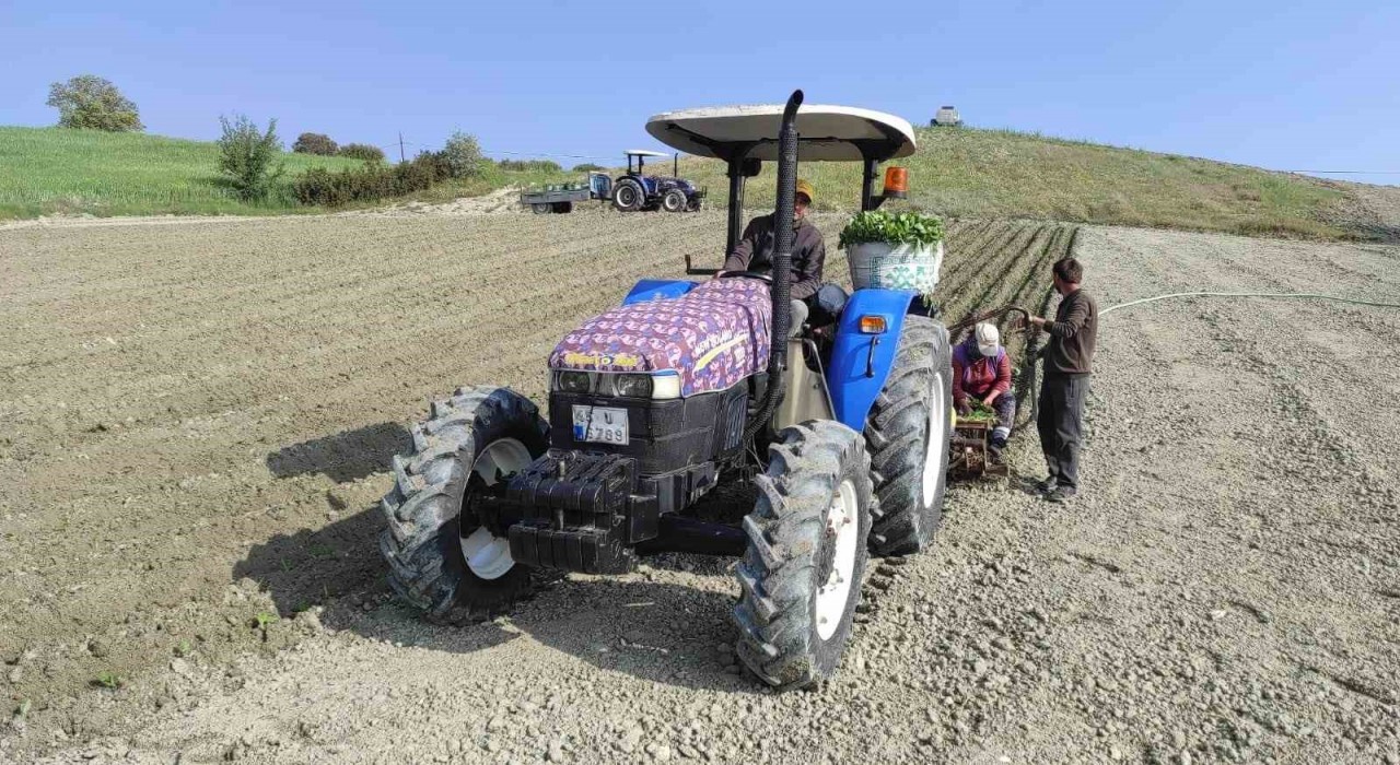 Selendide tütün dikimleri başladı