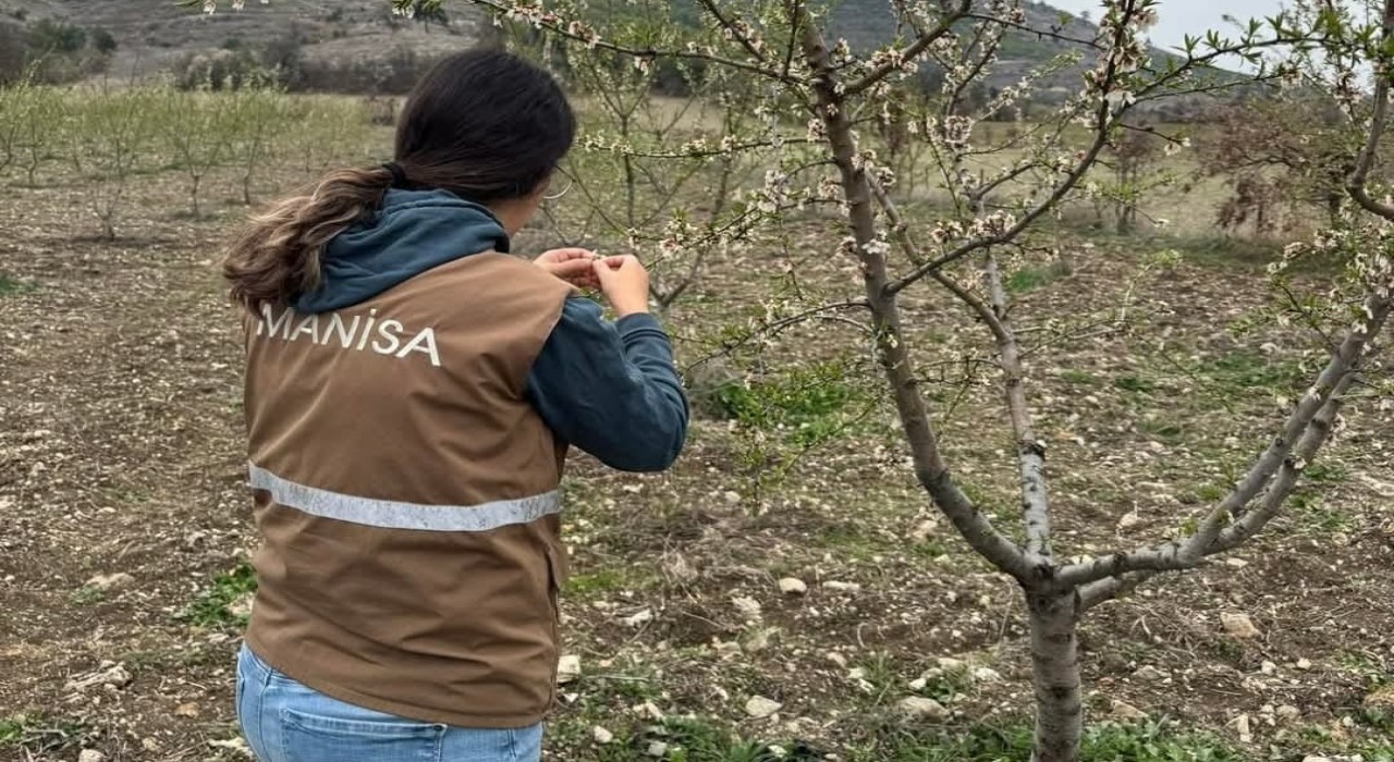 Selendide zirai don için hasar tespit çalışmaları başladı
