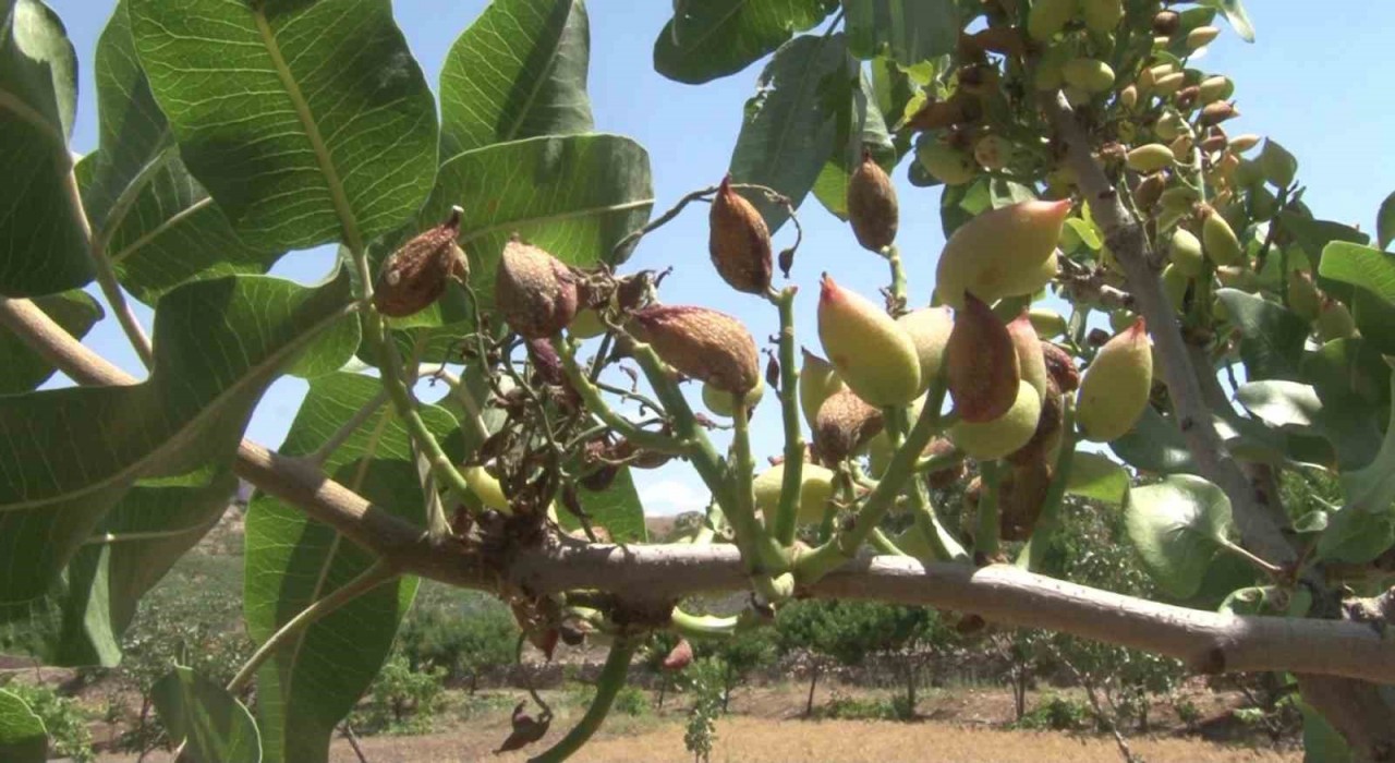 Siirtte nisan yağmurları bereketi getirdi