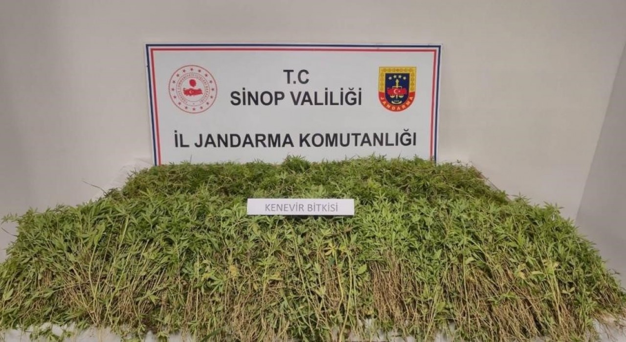 Sinopta bahçesinde 31 bin 265 kök kenevir ele geçen vatandaş konuştu: Yasal ekilen kenevirden dökülen tohumlar