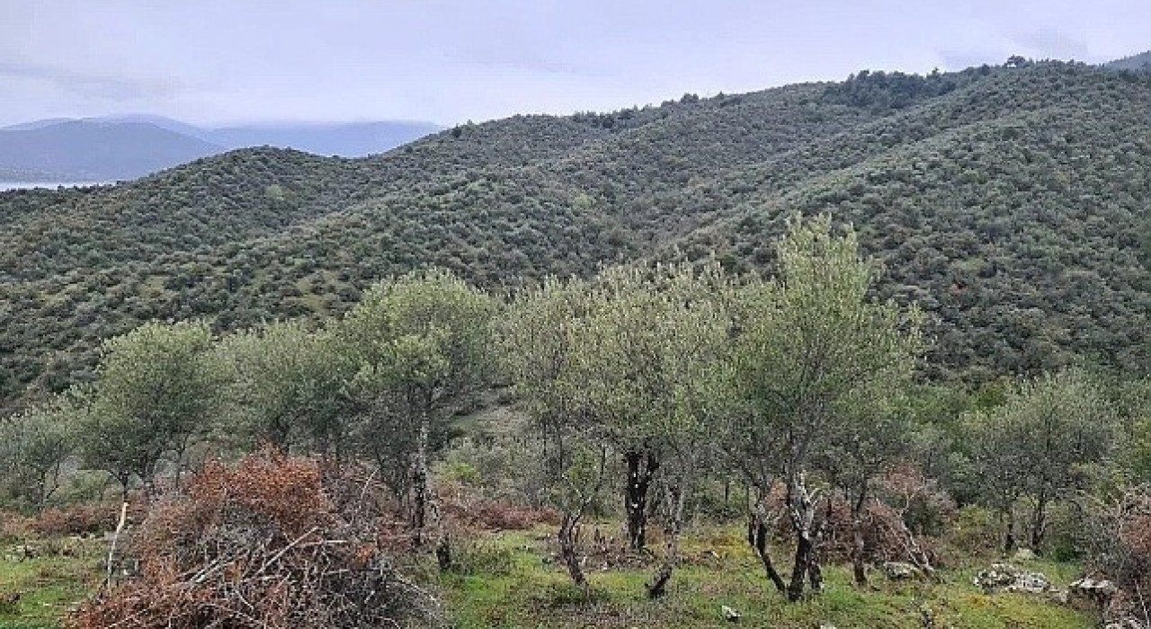 Sinopta Delice zeytin ağaçları ekonomik değere dönüşüyor