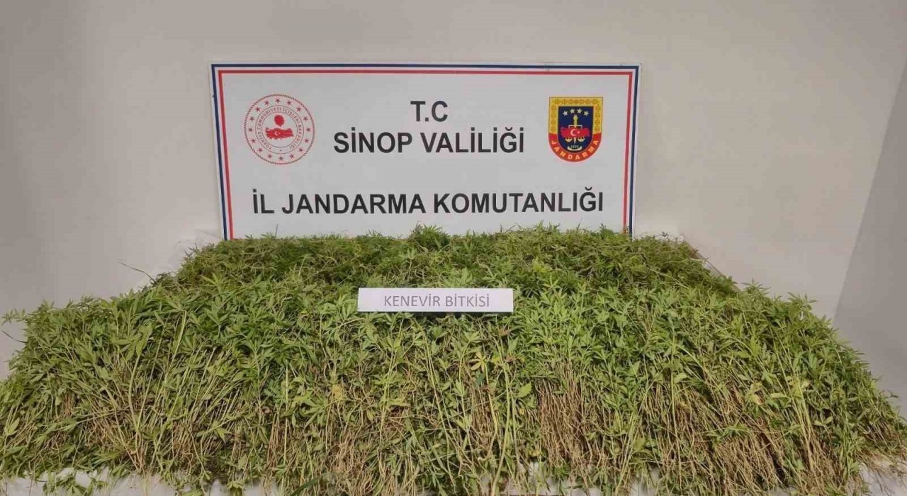 Sinopta tarlada 31 bin kök kenevir ele geçirildi
