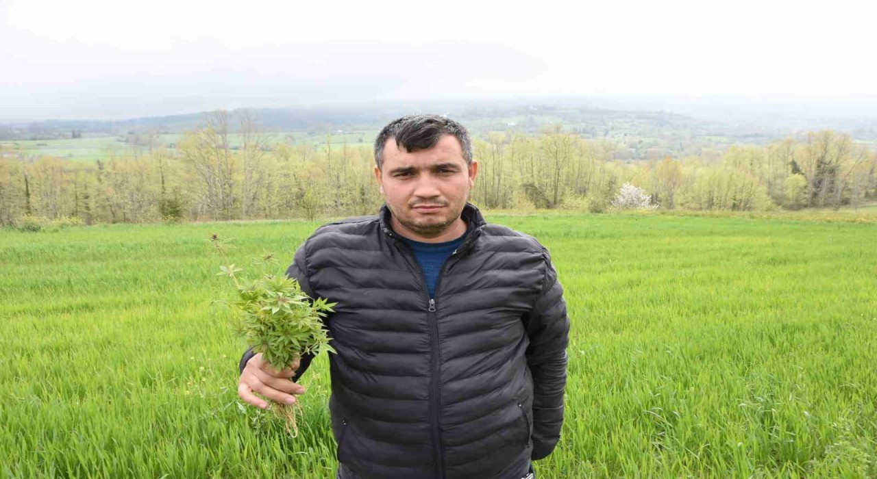 Sinopta tarlasında kenevir ele geçirilen çiftçi: Yasa dışı iş yapmadık, valilik rencide etti