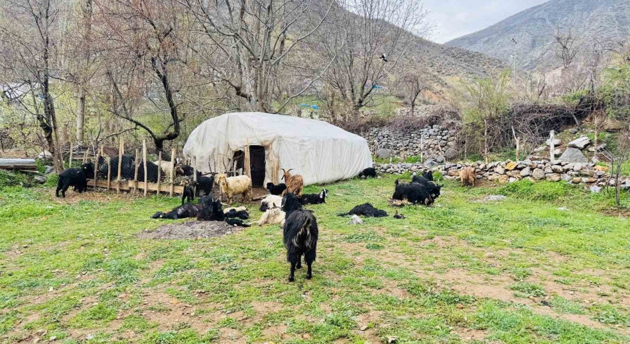 Şırnakta sokak köpekleri ağıla girdi, 18 keçi telef oldu