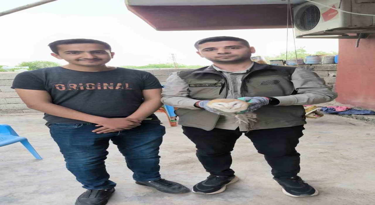 Şırnakta yaralı bulunan yaban hayvanları DKMP ekiplerine teslim edildi