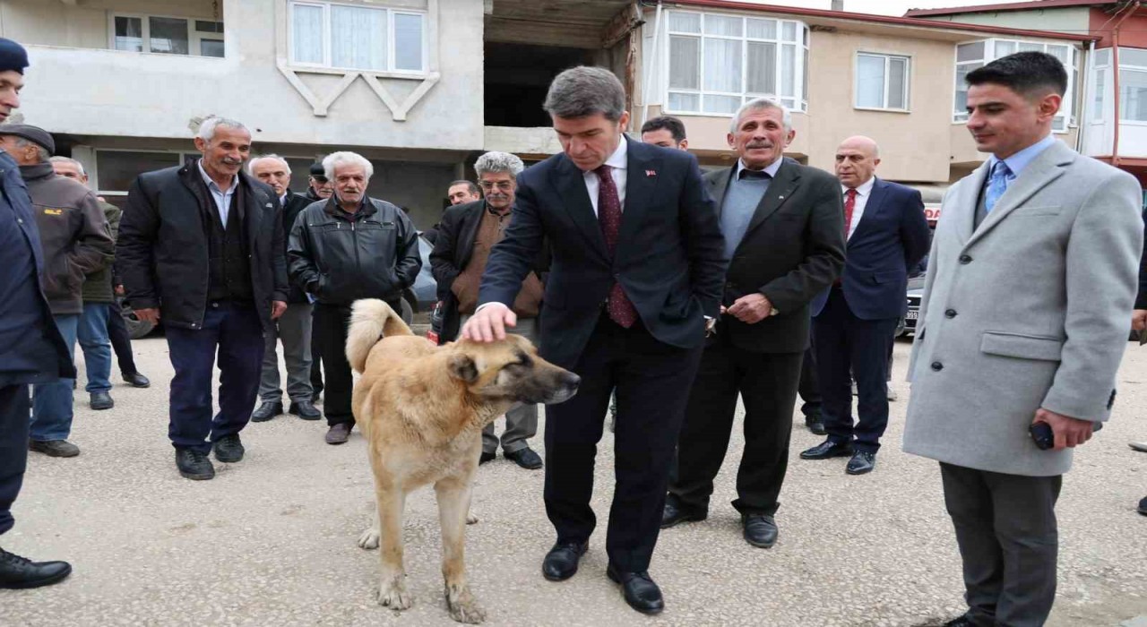 Sokak köpeğine devlet şefkati