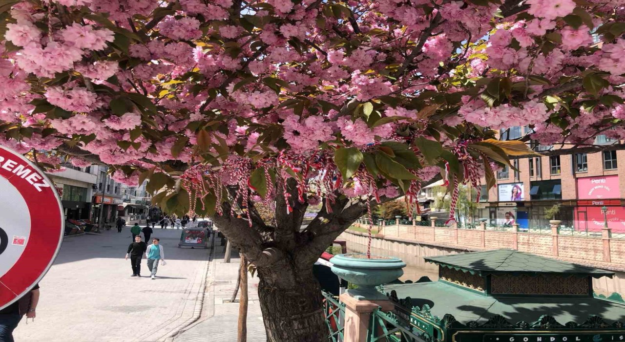 Süs erik ağacına Martenitsa bağlandı
