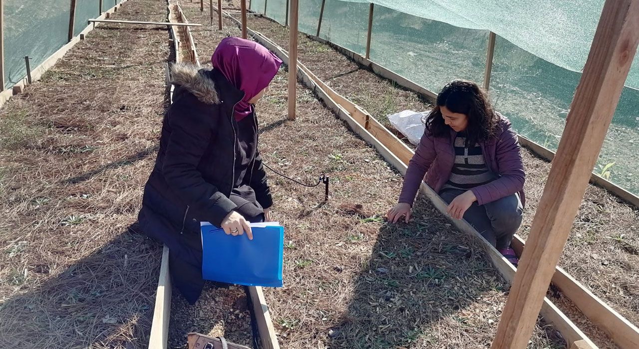Tarım ve Orman İl Müdürlüğü'nden Salep Yetiştiricilerine Teknik Destek