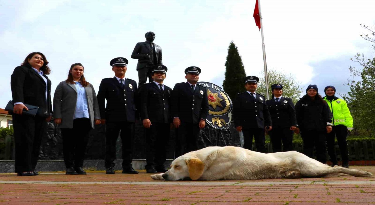Taşovada sokak köpeği törende polislerin yanında uyudu