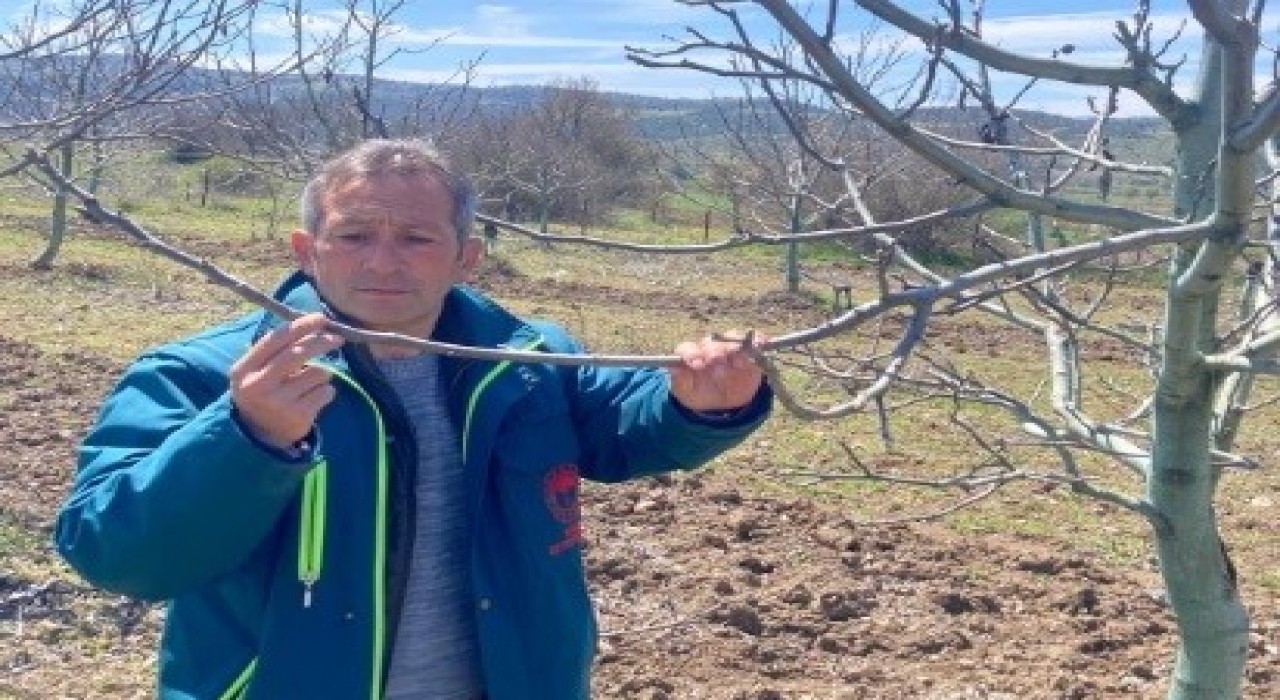 Tavşanlıda zirai don hasar tespit başvuruları başladı