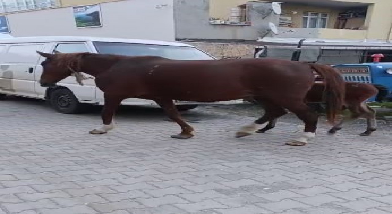 Tekirdağda başıboş atlar sürücülere zor anlar yaşatıyor