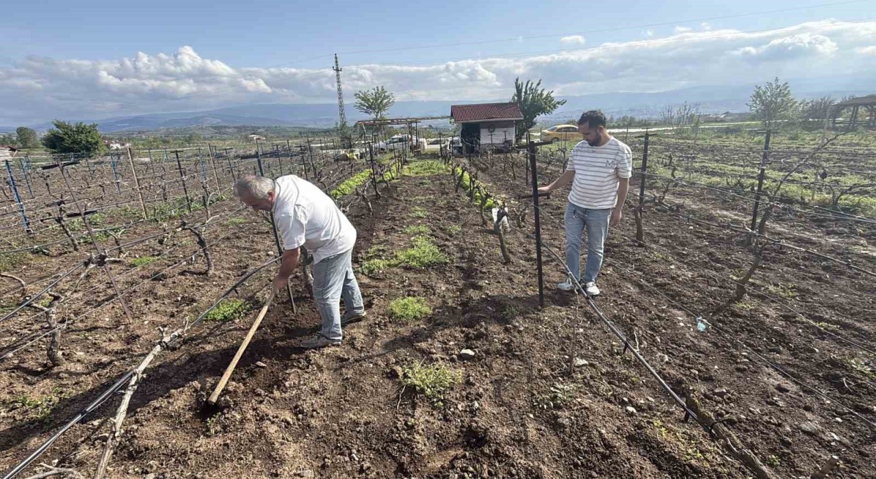 Tescilli üzüme ikinci çapa