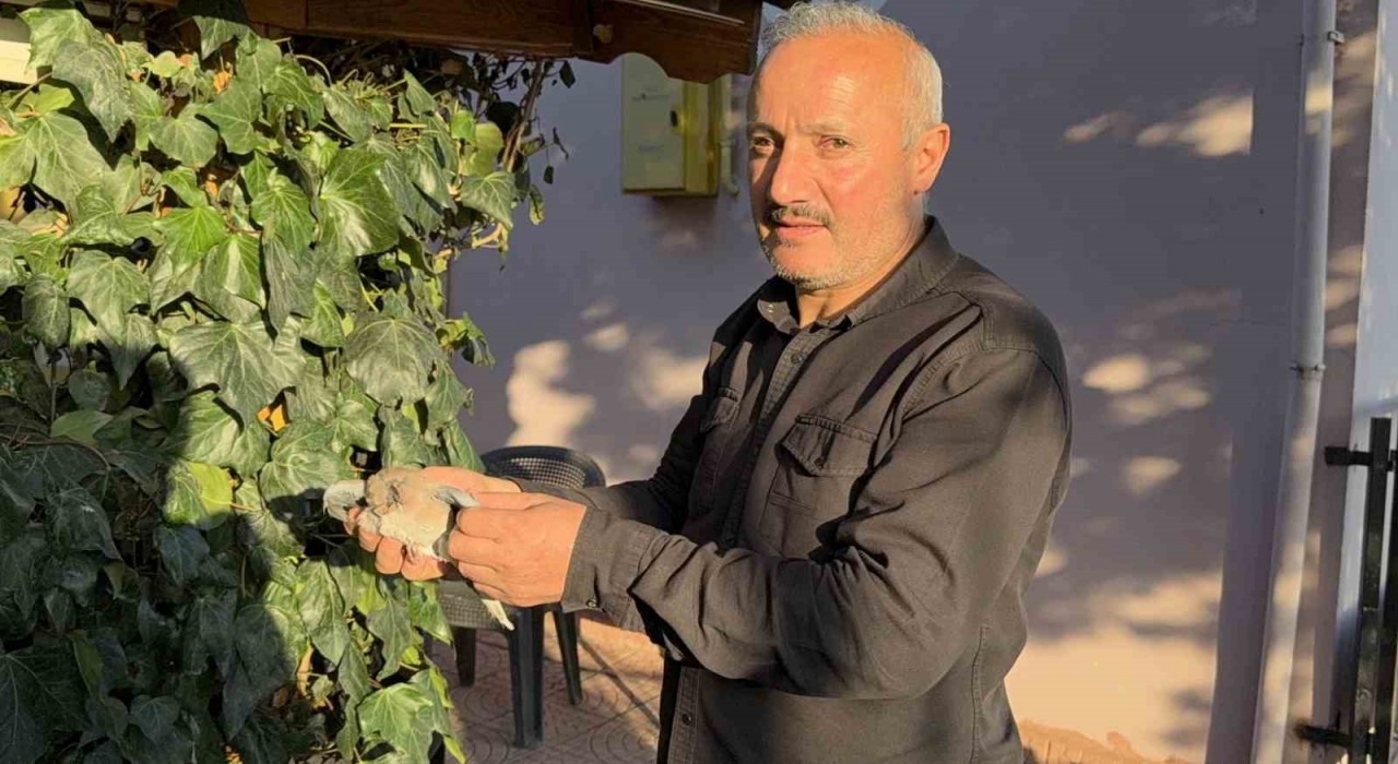 Tokatta evin çatısına yıldırım düştü, yuvadaki kuşlar telef oldu