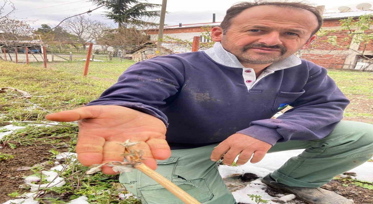 Tokatta tarım arazilerini don vurdu