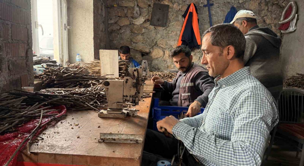 Tokatta üretilen narenciye üzümü fideleri 35 ile gönderiliyor