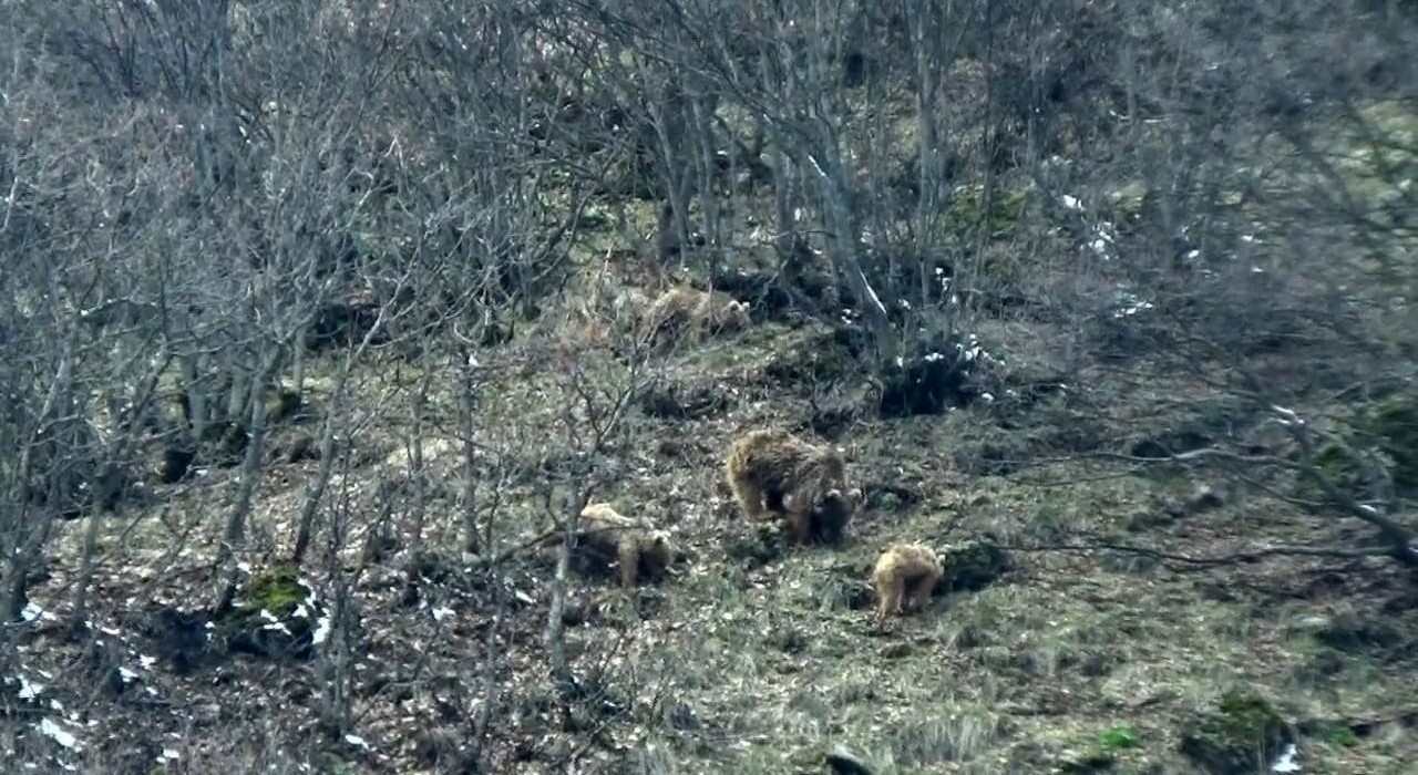 Tuncelide kış uykusundan uyanan ayılar yiyecek ararken görüntülendi