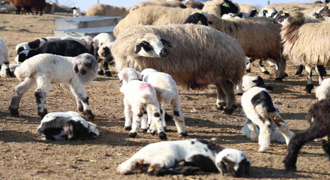 Tuncelide köyde şap karantinası