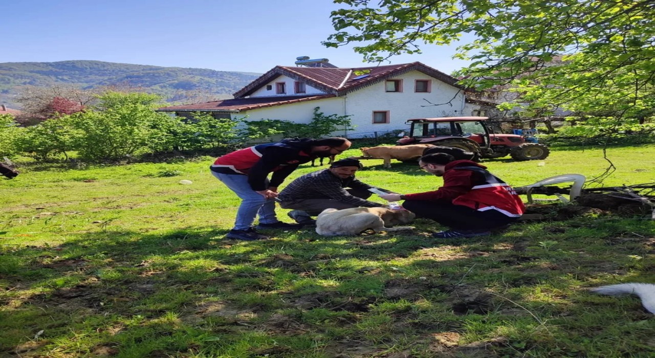 Türkelide sahipli köpeklere mikroçip uygulaması