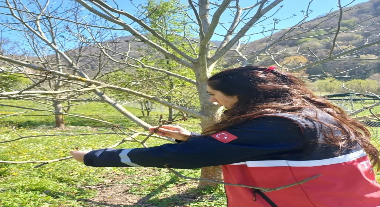 Türkelideki tarım arazilerinde hasar tespit çalışmaları başladı