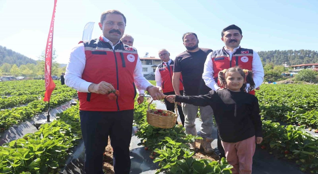 Ünü ülke sınırlarını aşan Yayladağı çileğinde bereketli hasat