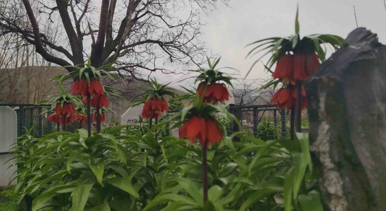 Vanda iki mevsim bir arada
