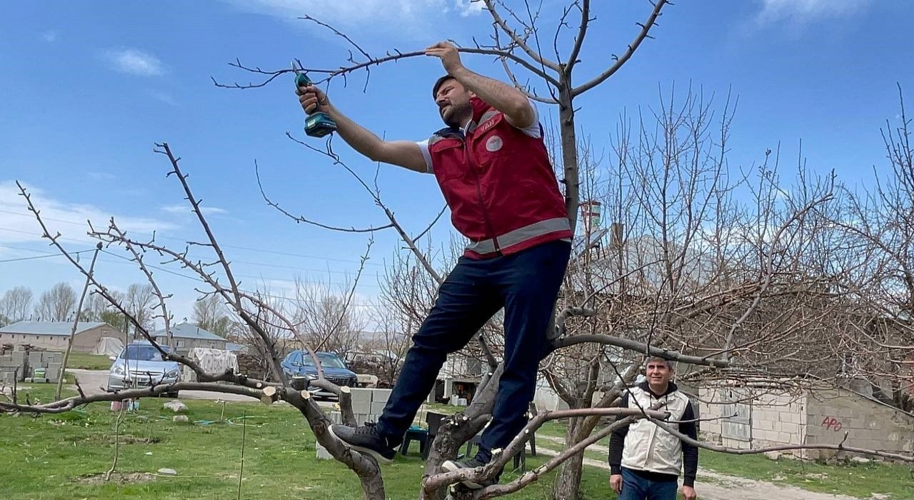 Vanda meyve ağaçları için budama eğitimi