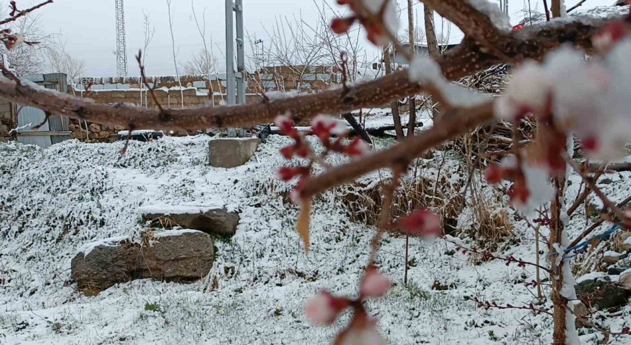 Vanda nisan sürprizi: Çiçek açan ağaçlara kar yağdı