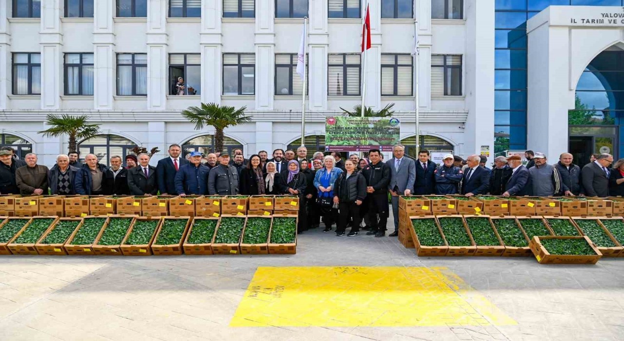 Yalovada çiftçilere 375 bin adet sebze fidesi dağıtıldı