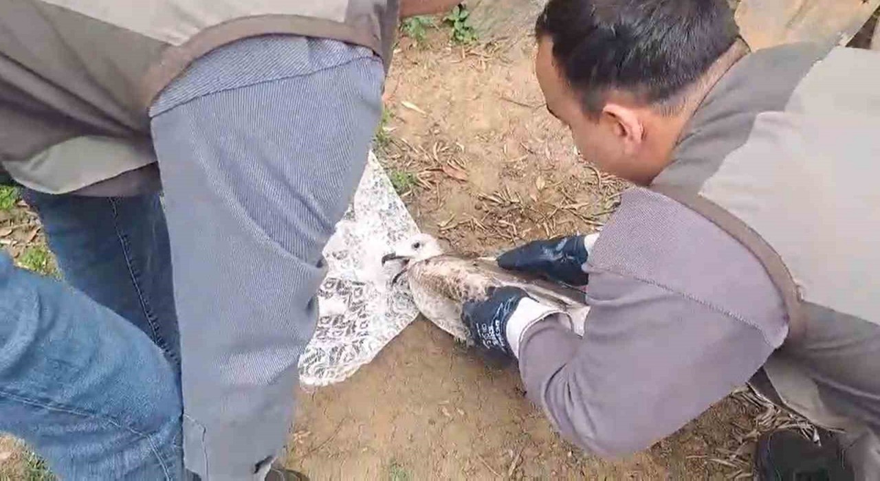 Yalovada halde yaralı bulunan martı tedavi altına alındı