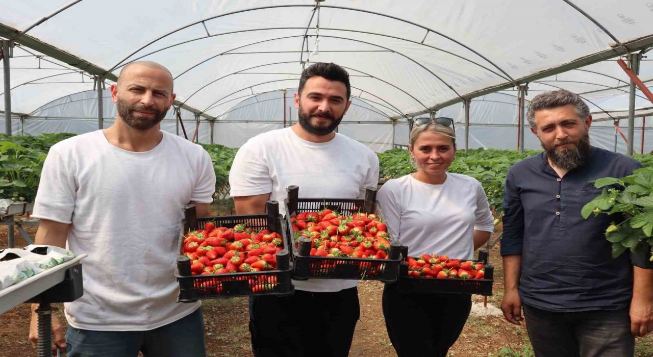 Yalovada topraksız tarım serasında çilek üretimine başlandı