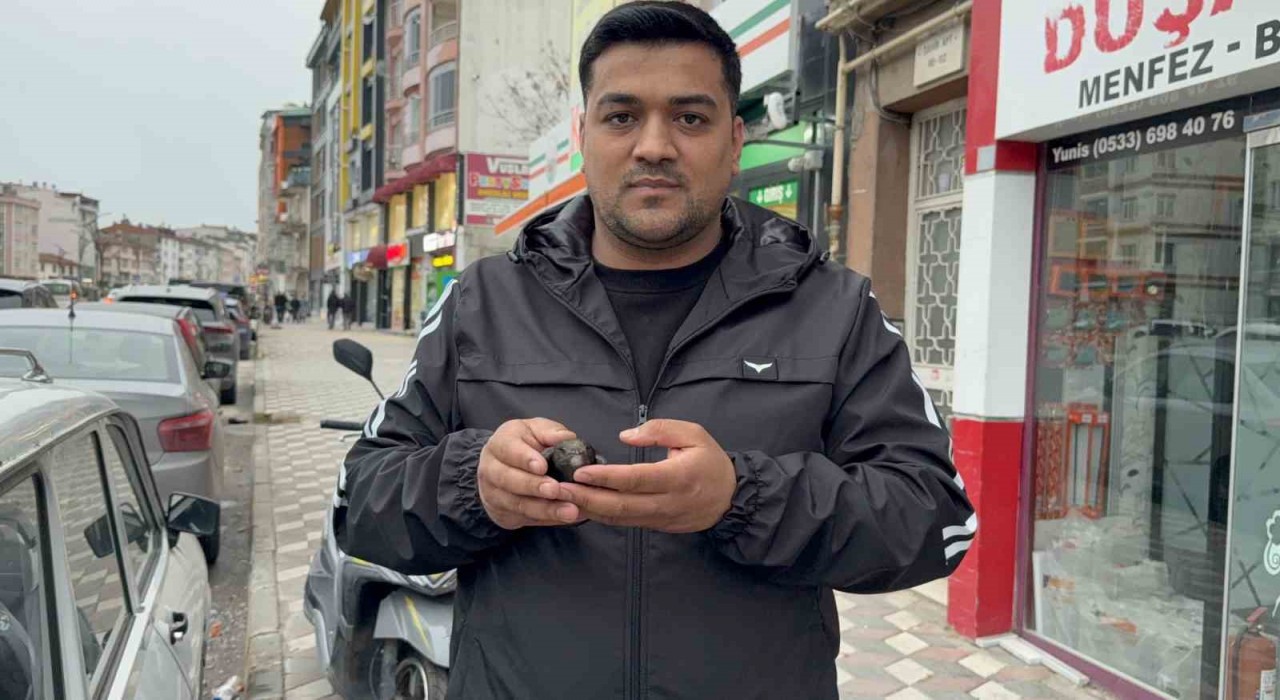 Yaralı sandığı ebabili evinde besledi, daha sonra doğaya bıraktı