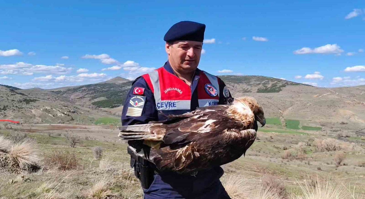 Yozgatta bulunan ‘Kaya Kartalı tedavi altına alındı