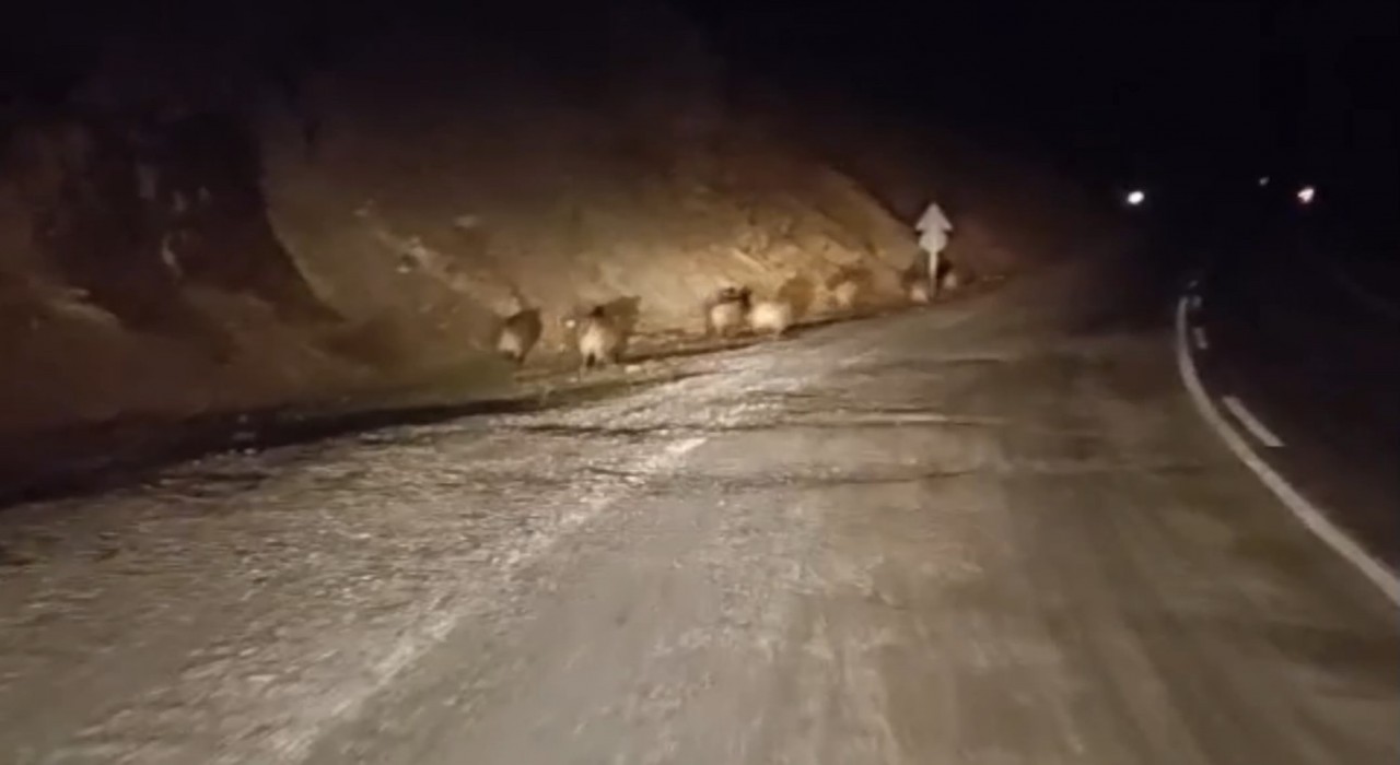 Yüksekovada domuz sürüsü kamerada