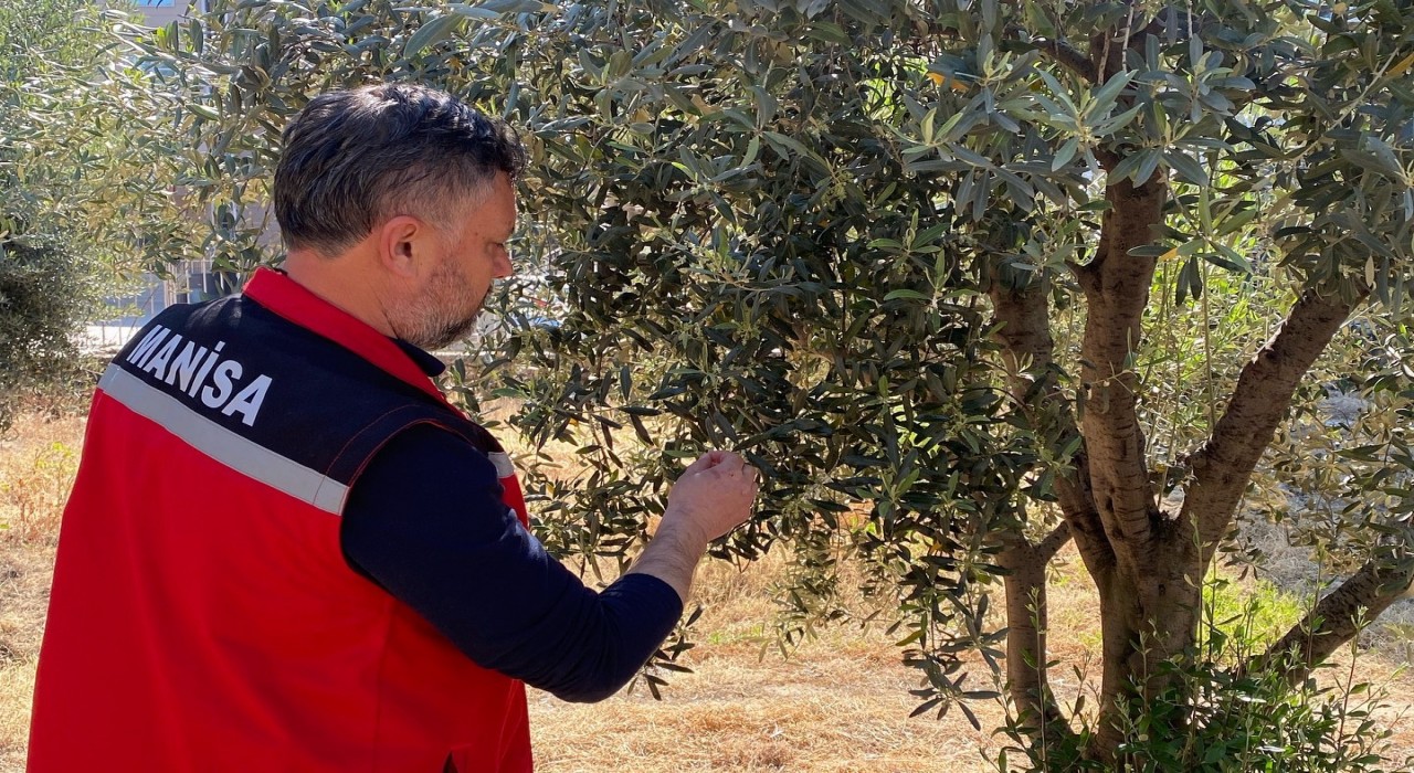 Zeytin üreticilerine Pamuklu bit uyarısı