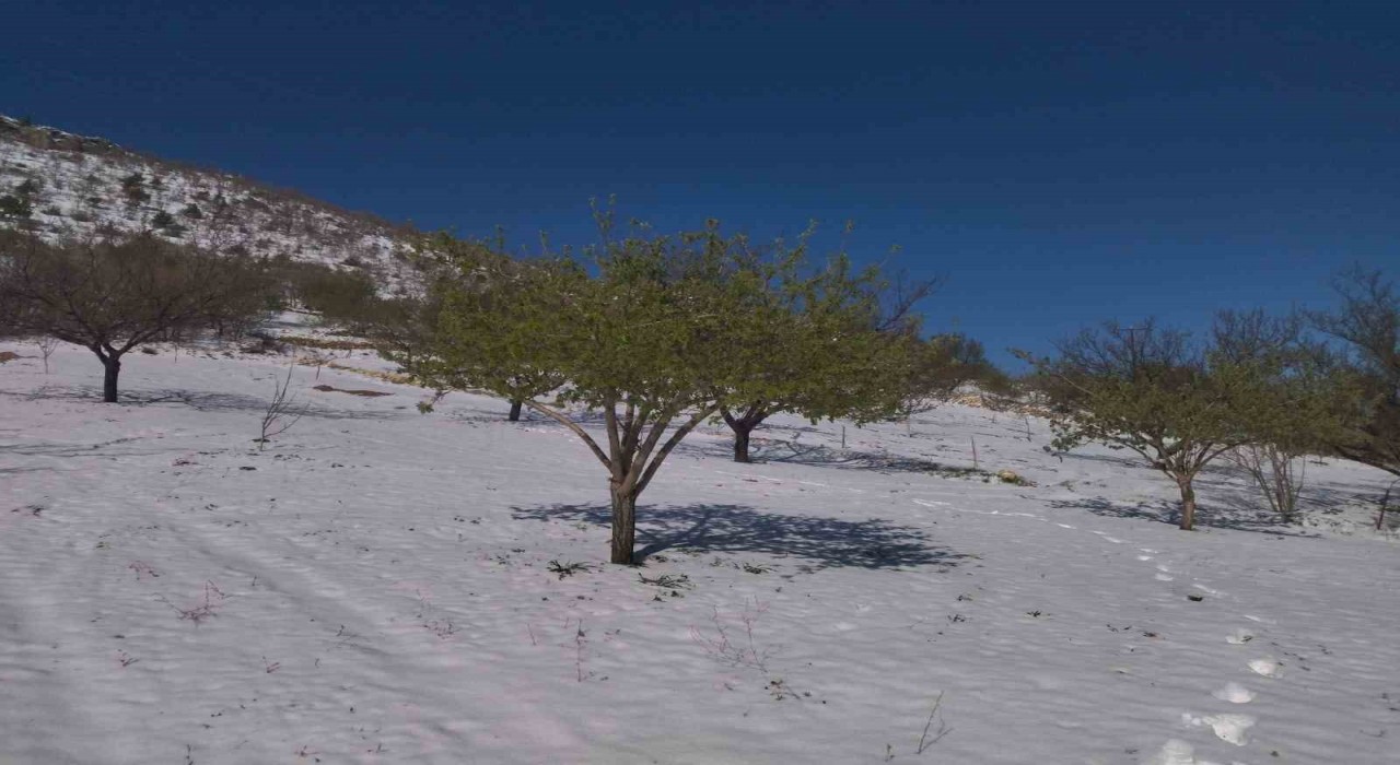 Ziraat Yüksek Mühendisi Yüceden zirai don sonrası çiftçilere uyarı