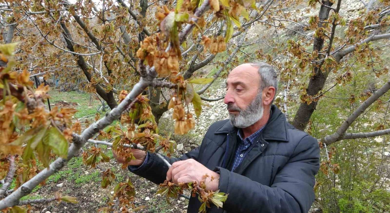 Zirai don, Malatyanın tescilli dalbastı kirazını da vurdu