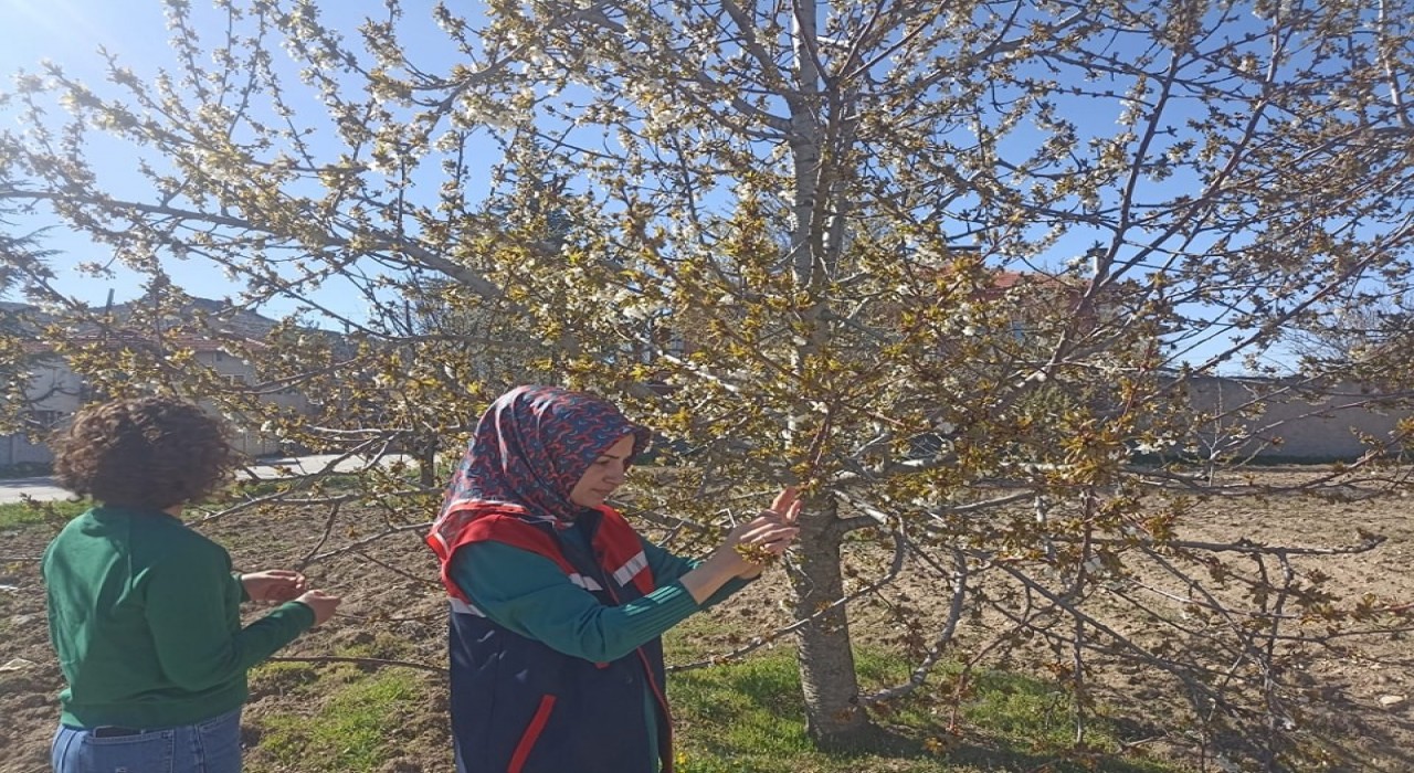 Zirai don nedeniyle hasar tespit çalışmaları devam ediyor