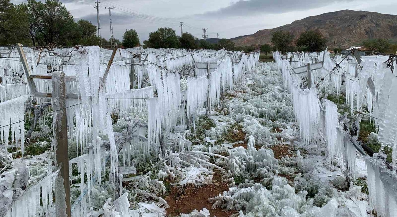 Zirai don tehlikesine karşı ilginç yöntem: Üzüm bağlarını buzla korudu