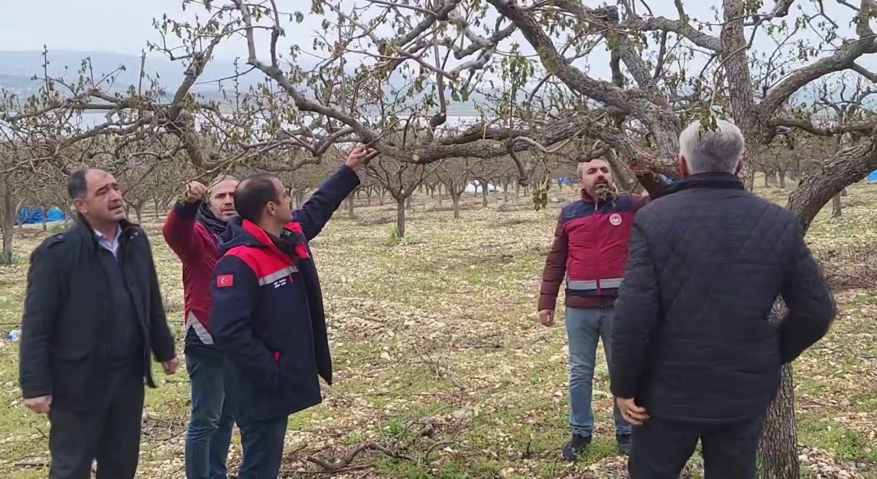 Zirai donun vurduğu Adıyamanda meyve bahçelerinde hasar tespiti sürüyor