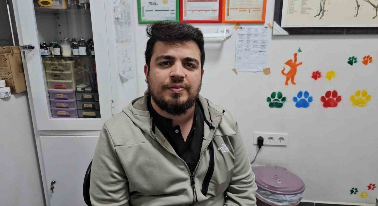 Zonguldakta kediye altın diş yapıldı