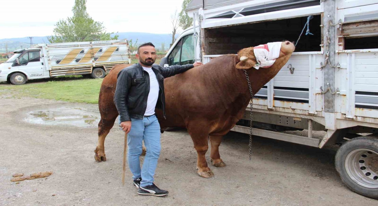 1 ton 150 kilogram ağırlığındaki Paşa 380 bin TLye alıcısını bekliyor