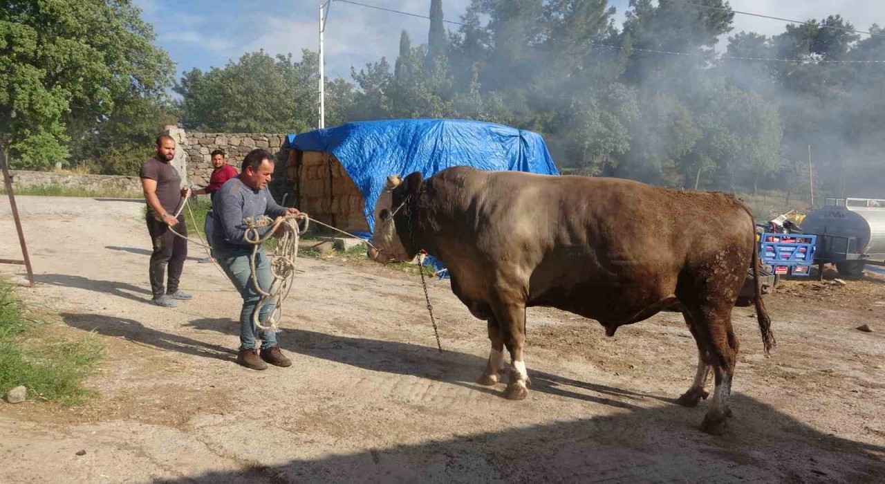 1.5 tonluk Fatih isimli boğa alıcısını bekliyor
