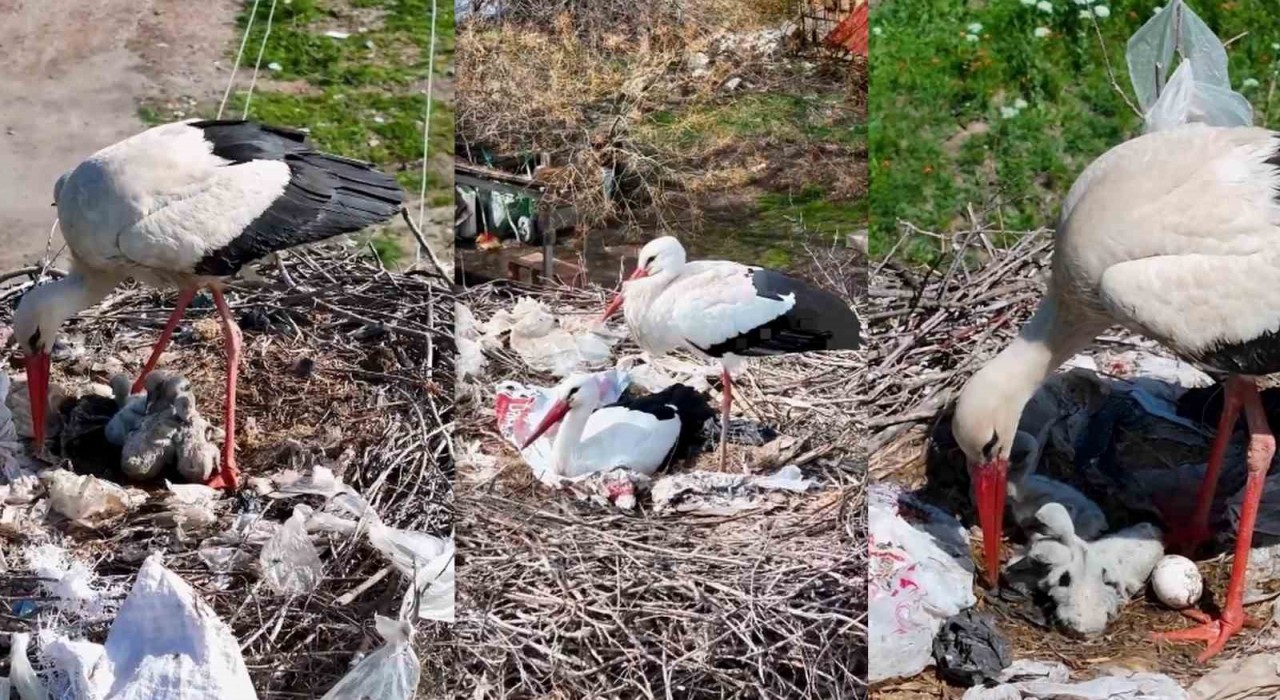 2 leylek, Anneler Gününde anne oldu