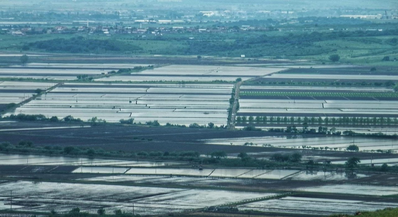 2025 sezonunda çeltik ekimine sınırlama uygulanacak