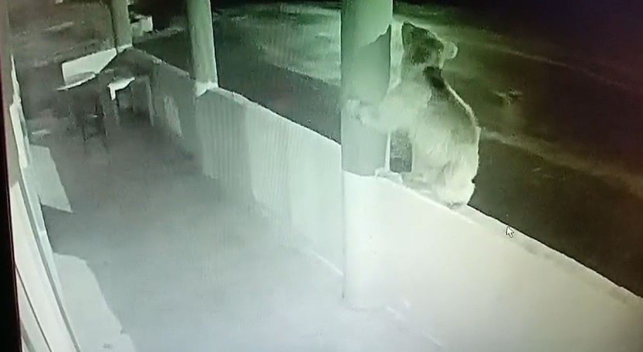 Aç ayı oynamadı: Bayburtta bir yavru ayı alabalıkları yedikten sonra oyunlar oynadı