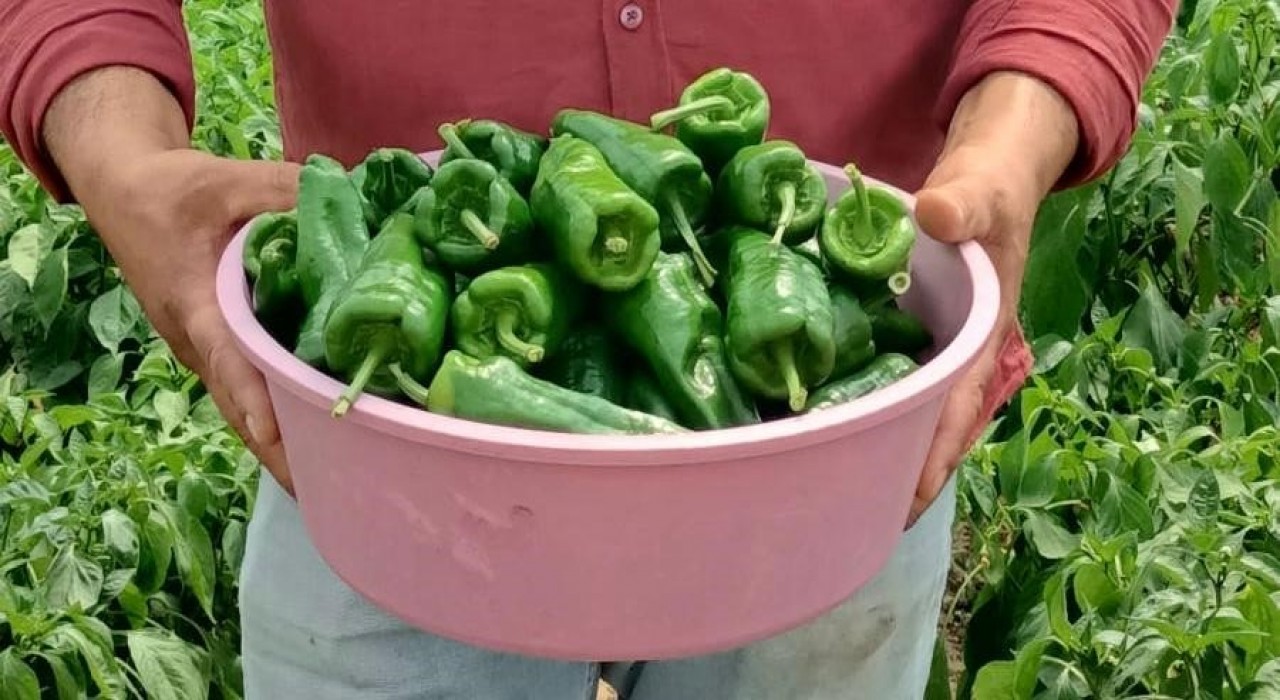 Acısıyla ünlü Emcelli Biberi kilosu 250 TLden piyasaya çıktı