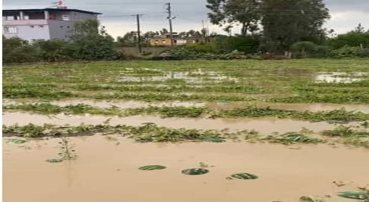 Adana ilçelerinde tarım arazileri sular altında kaldı