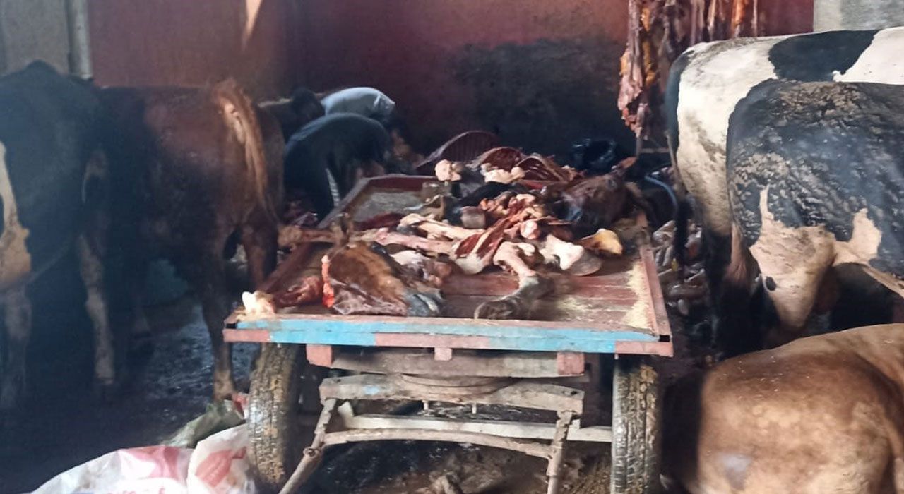 Adana’da Ev Altında 2.5 Ton At Eti Ele Geçirildi: 3 Gözaltı, 4 At Kurtarıldı